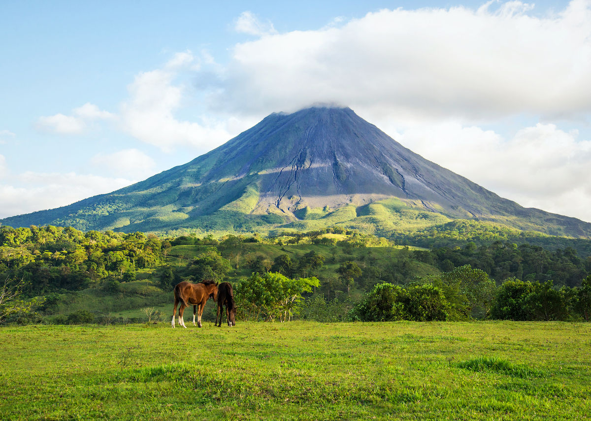 image Horses grazing at the base of the Arenal volcano in Costa Rica