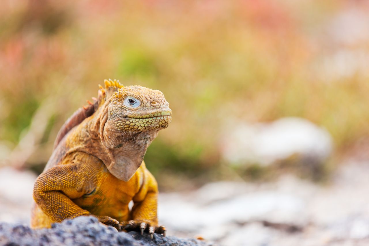 Land iguana endemic to the Galapagos Islands, Ecuador