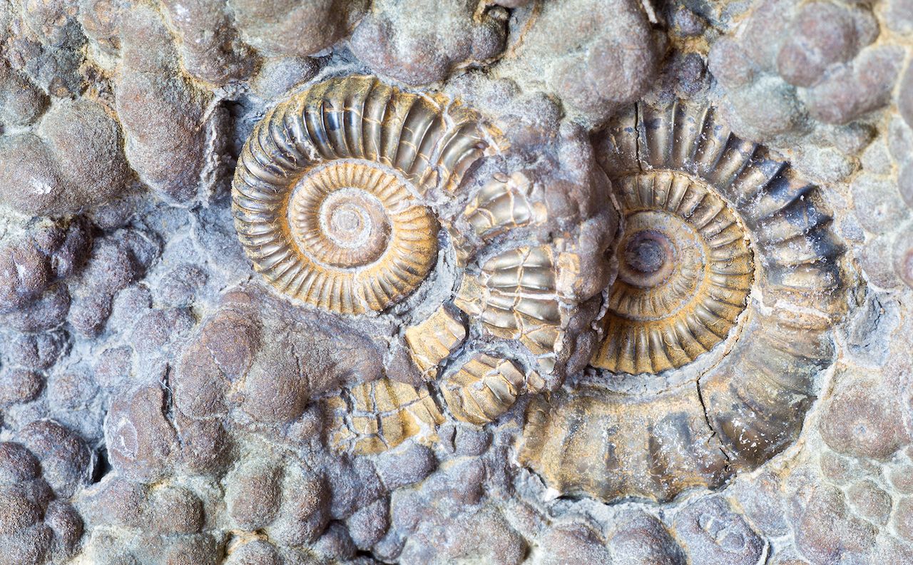 Lower Jurassic ammonites from Lyme Regis on Dorset's Jurassic Coast, United Kingdom