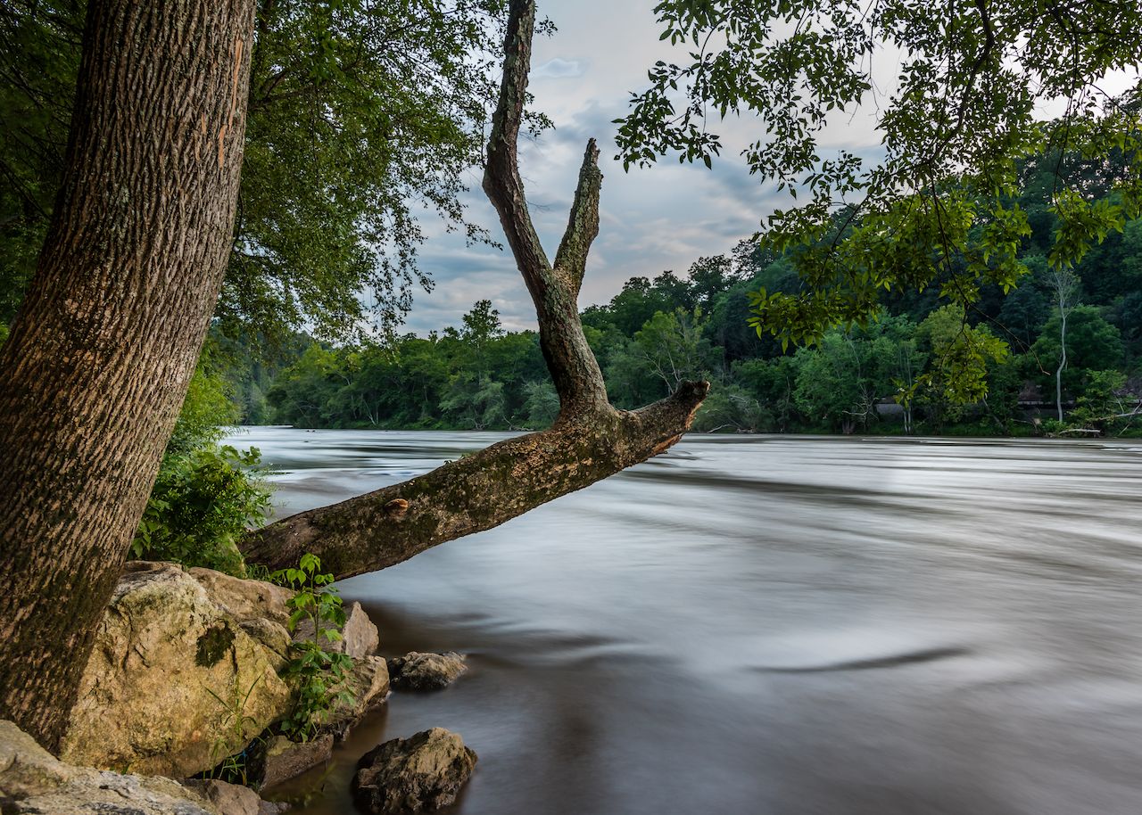 Old Tree Hangs over French Broad River near Asheville