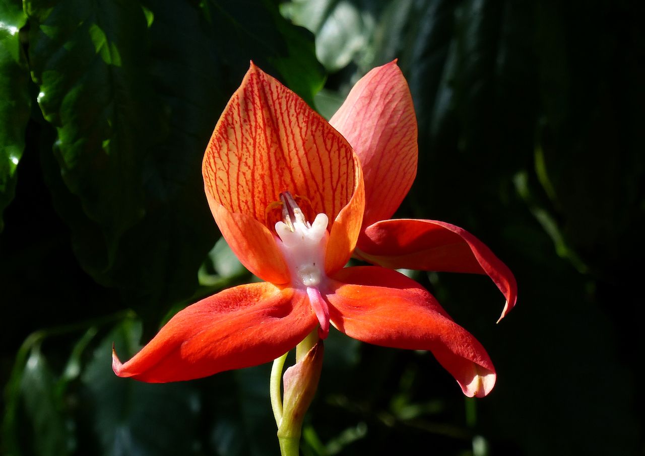 Orchid from South Africa