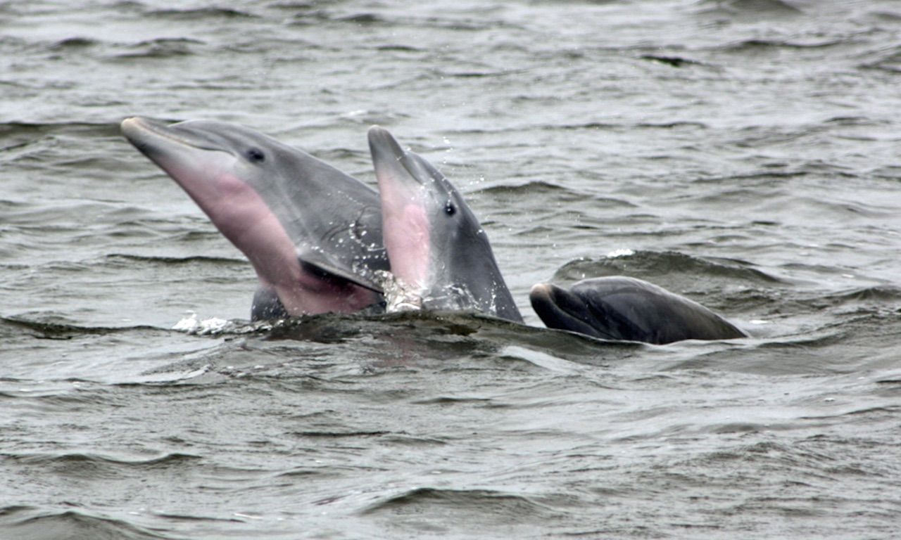 Outer Banks North Carolina Visitors Bureau dolphins