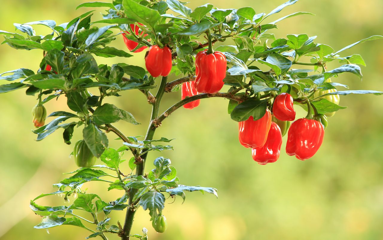 Plants of habanero scotch cap chili pepper with fruit