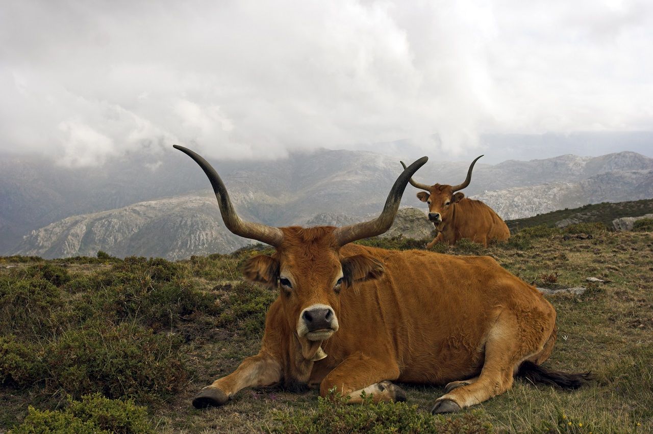 Portuguese mountain semi-wild cattle in a high mountain