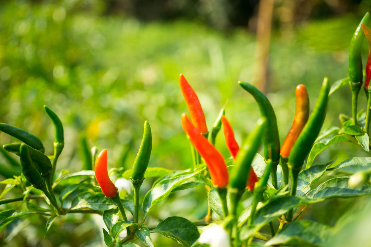 Red and green ripe chillies in plant garden with sunlight