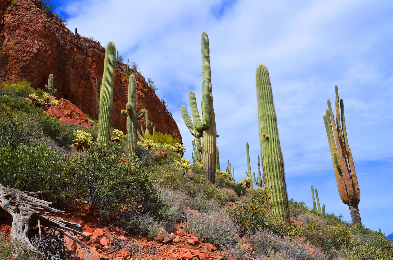 Saguaro cacti in Tonto National Monument is a National Monument in the Superstition Mountains