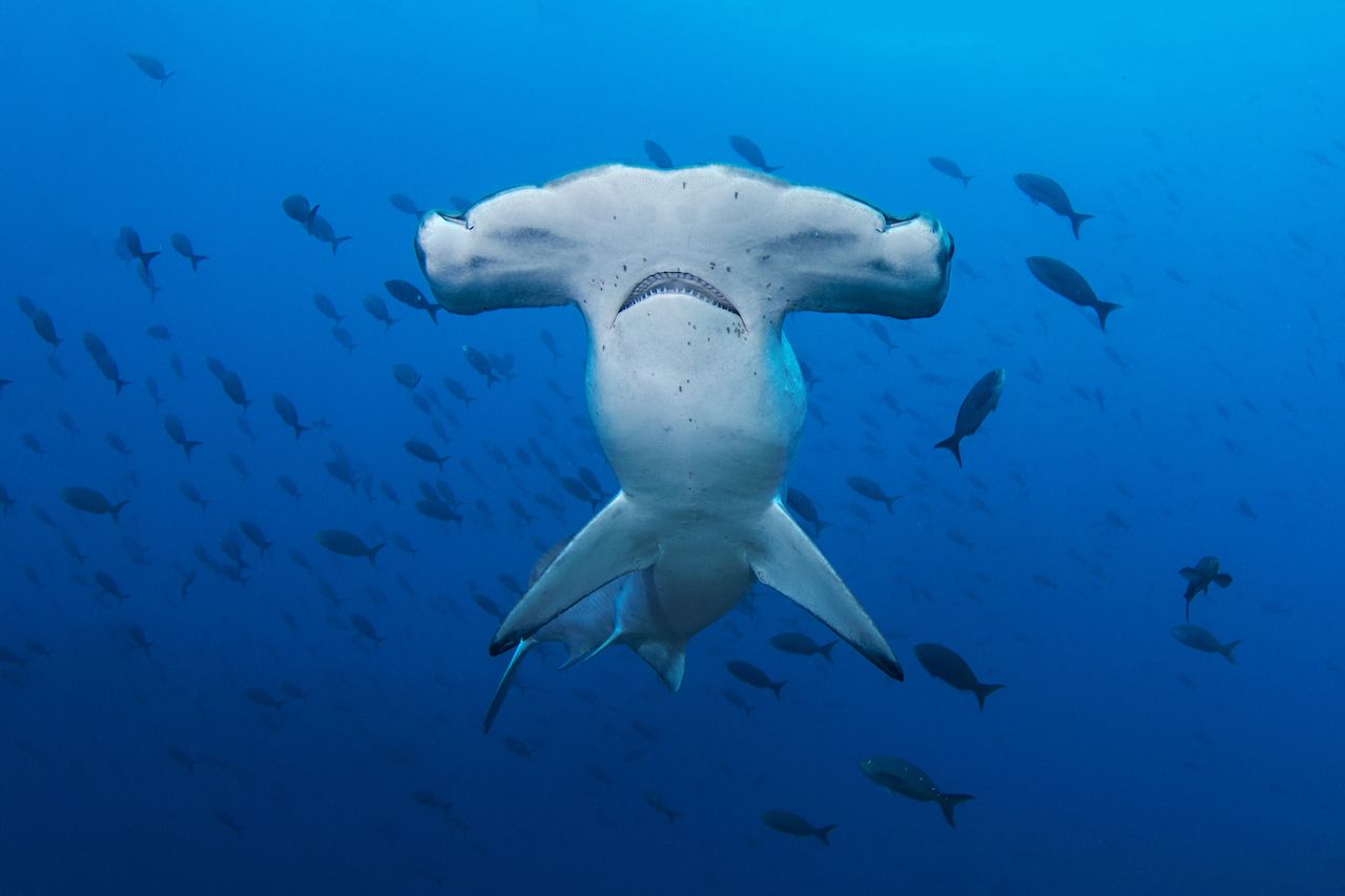 Scalloped hammerhead approaches at Darwin Arch, Galapagos Islands