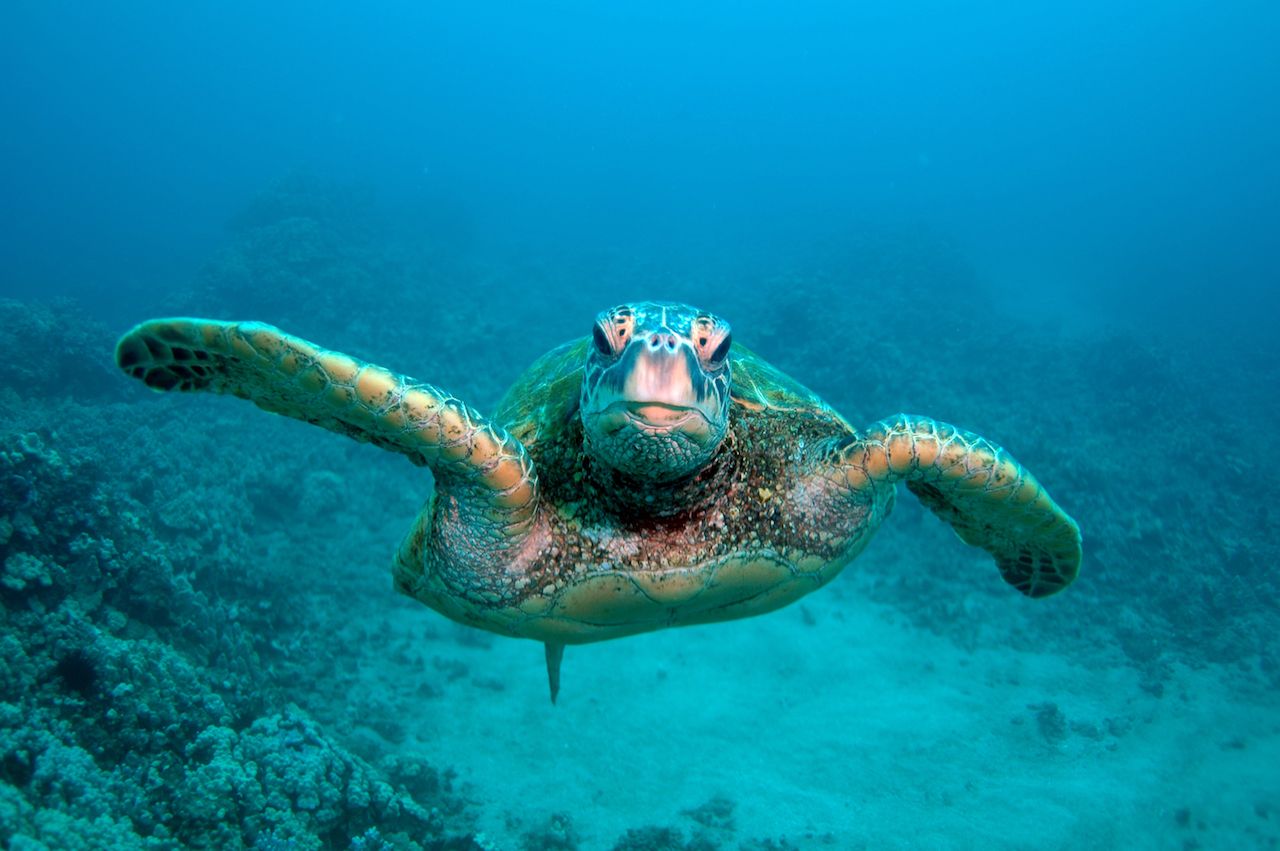 Sea turtle facing the camera underwater