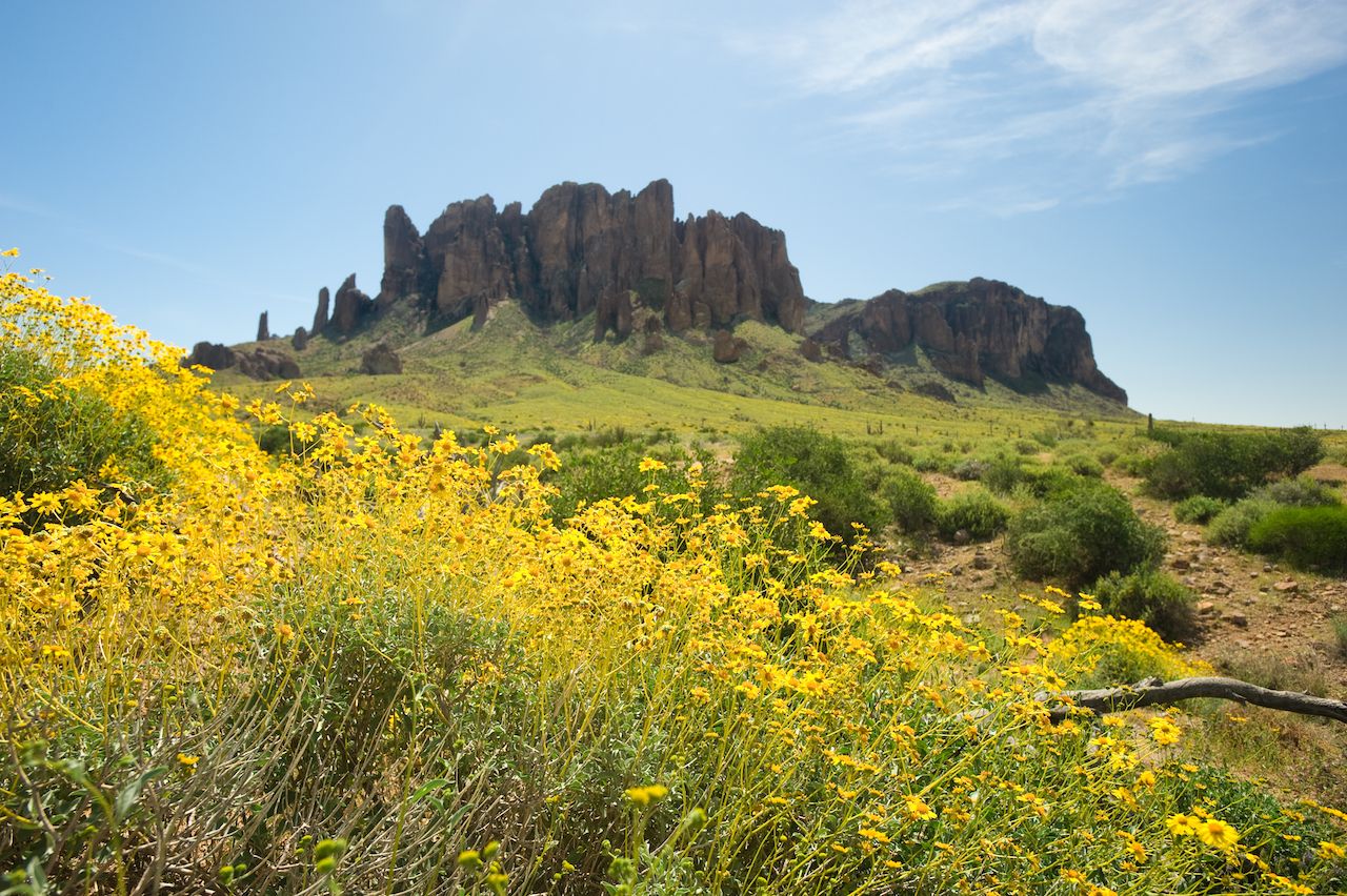 Yellow wildflowers bloom in the front of Superstition Mountains desert