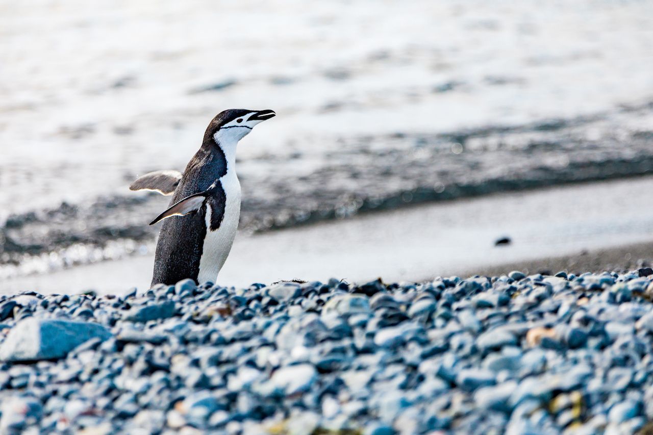 penguin walking on pebbles in antarctica