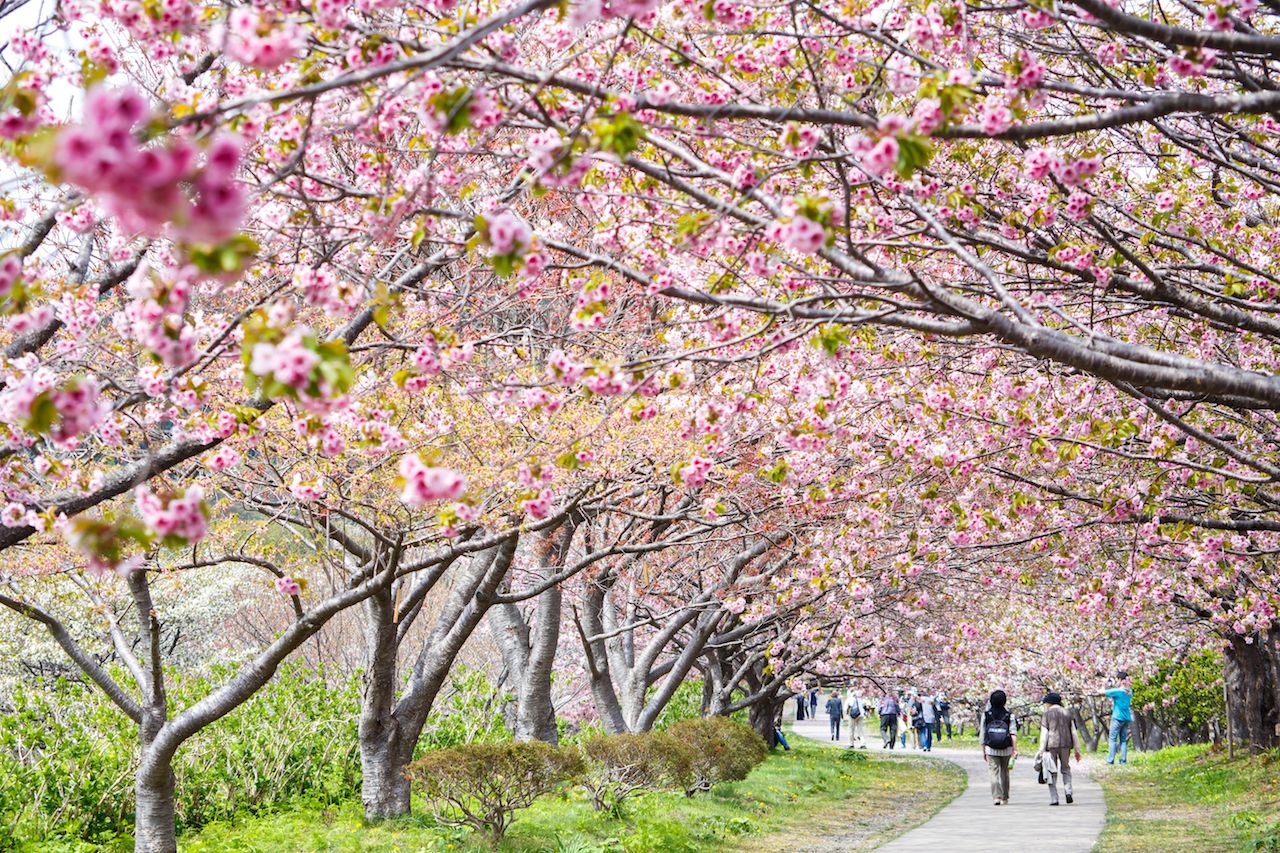 spring sakura cherry blossoms at Matsumae Castle in Hokkaido