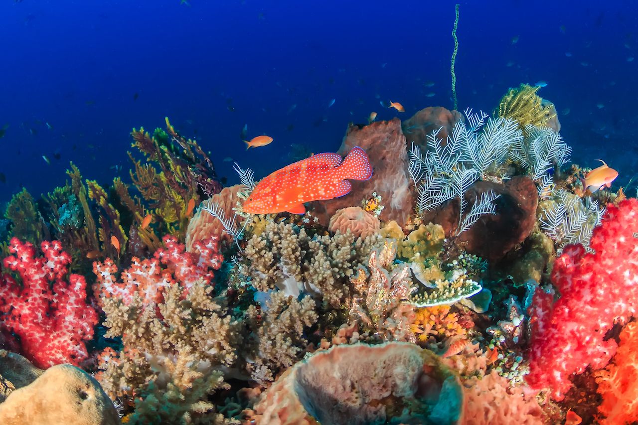 A colorful coral grouper on a healthy tropical coral reef