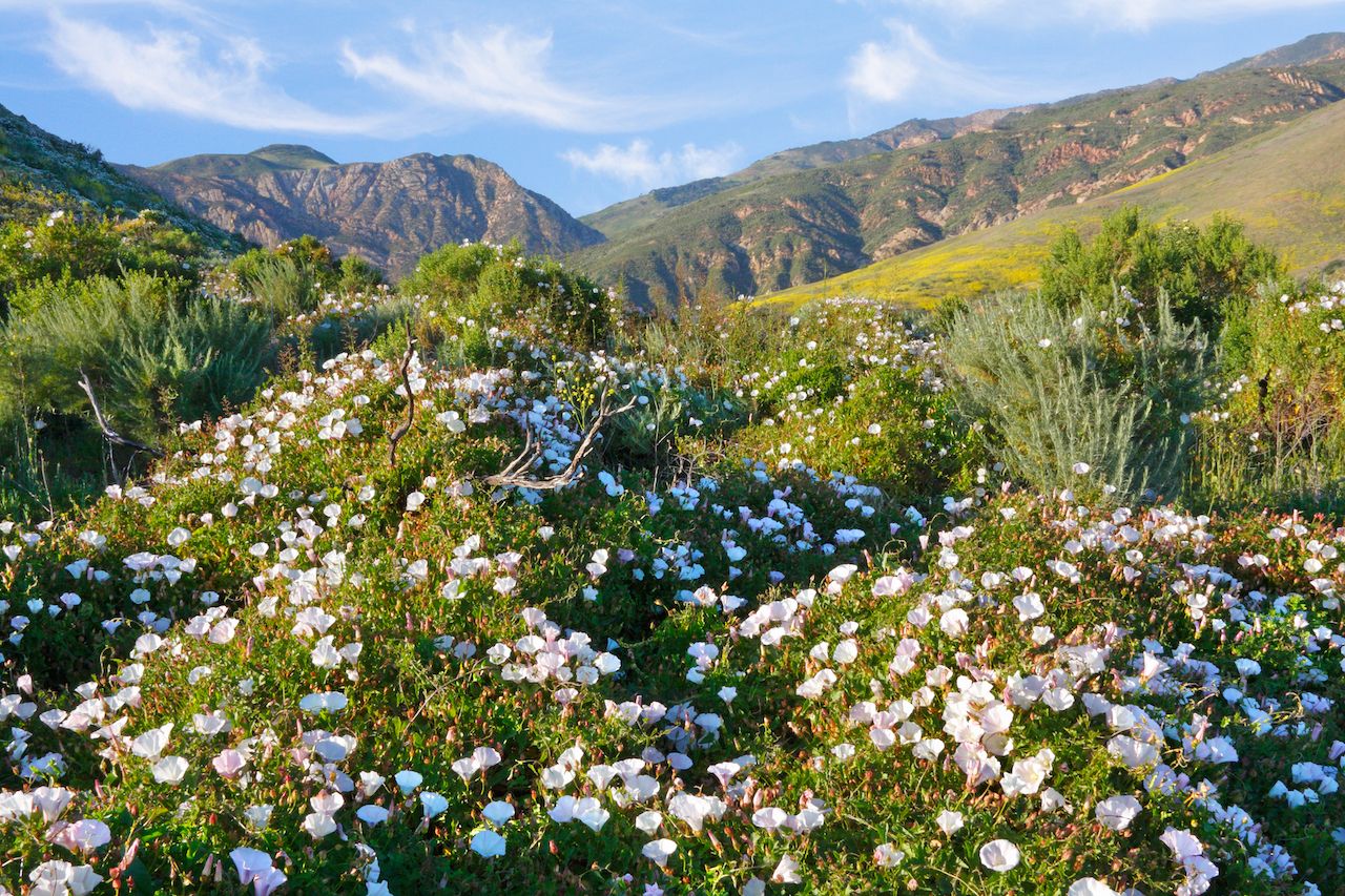 A grove of morning glory flowers along the California coast