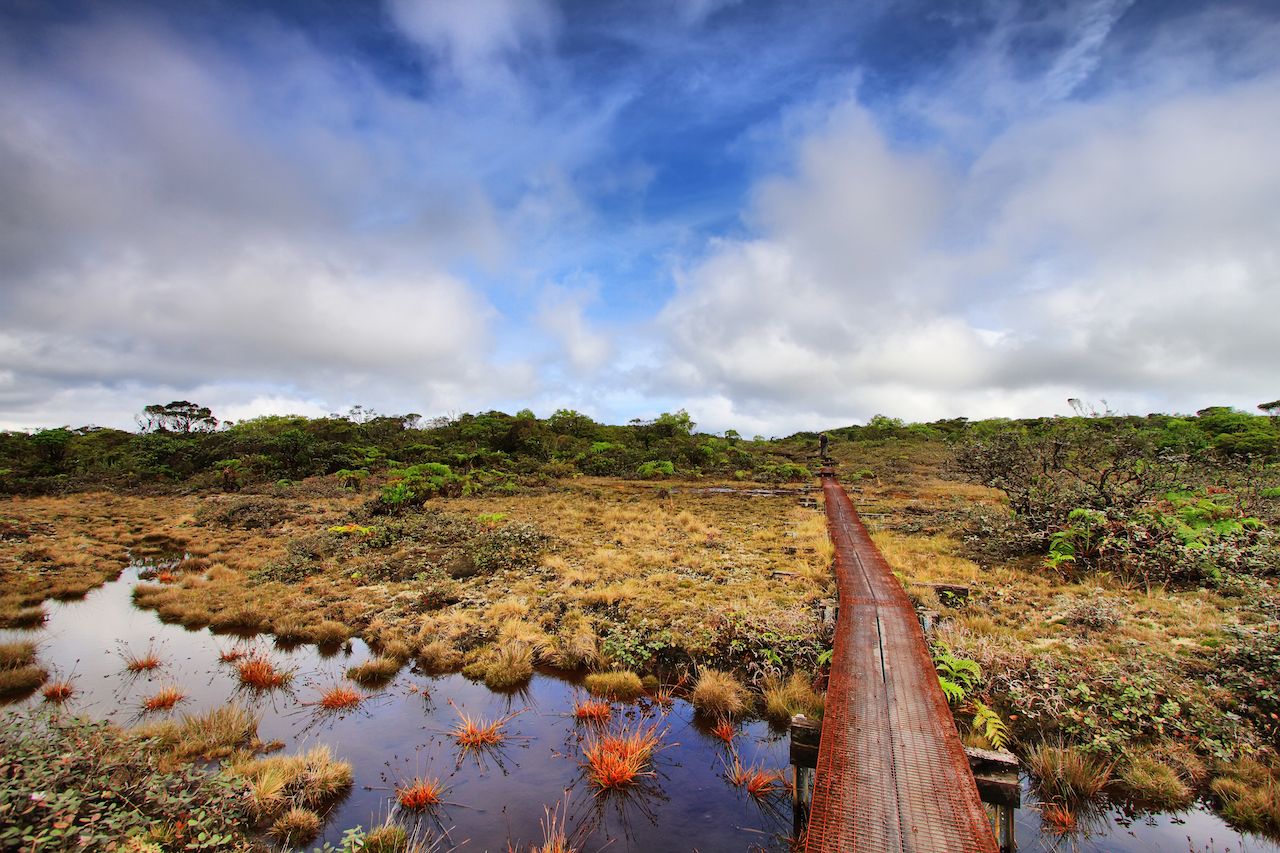 Alakai Marsh trail in Kauai Island, Hawaii