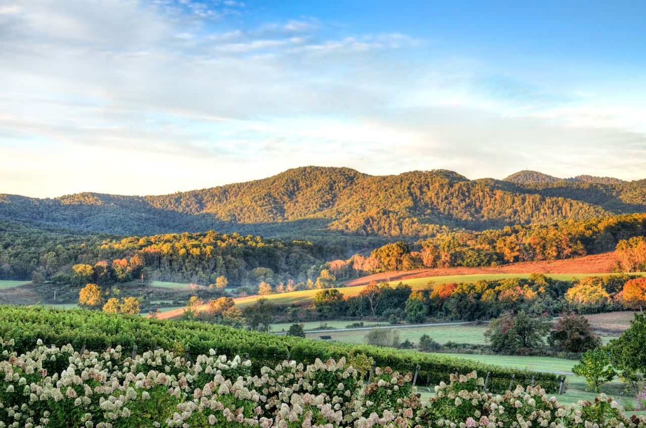 Autumn vineyard hills and flowers during sunset in Virginia
