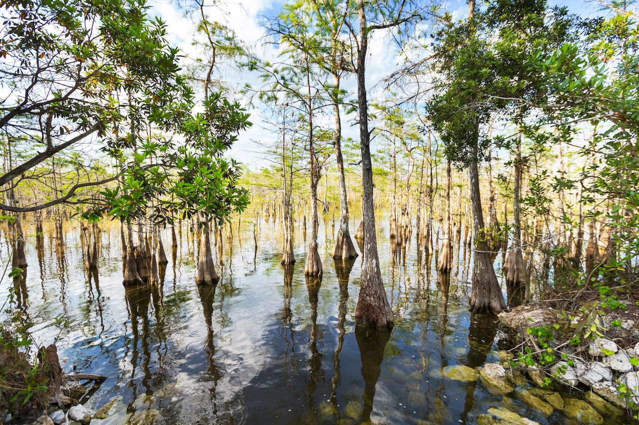 Bald Cypress Trees in a Florida Swamp