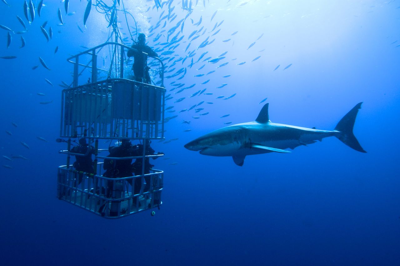 Cage diving with great white sharks