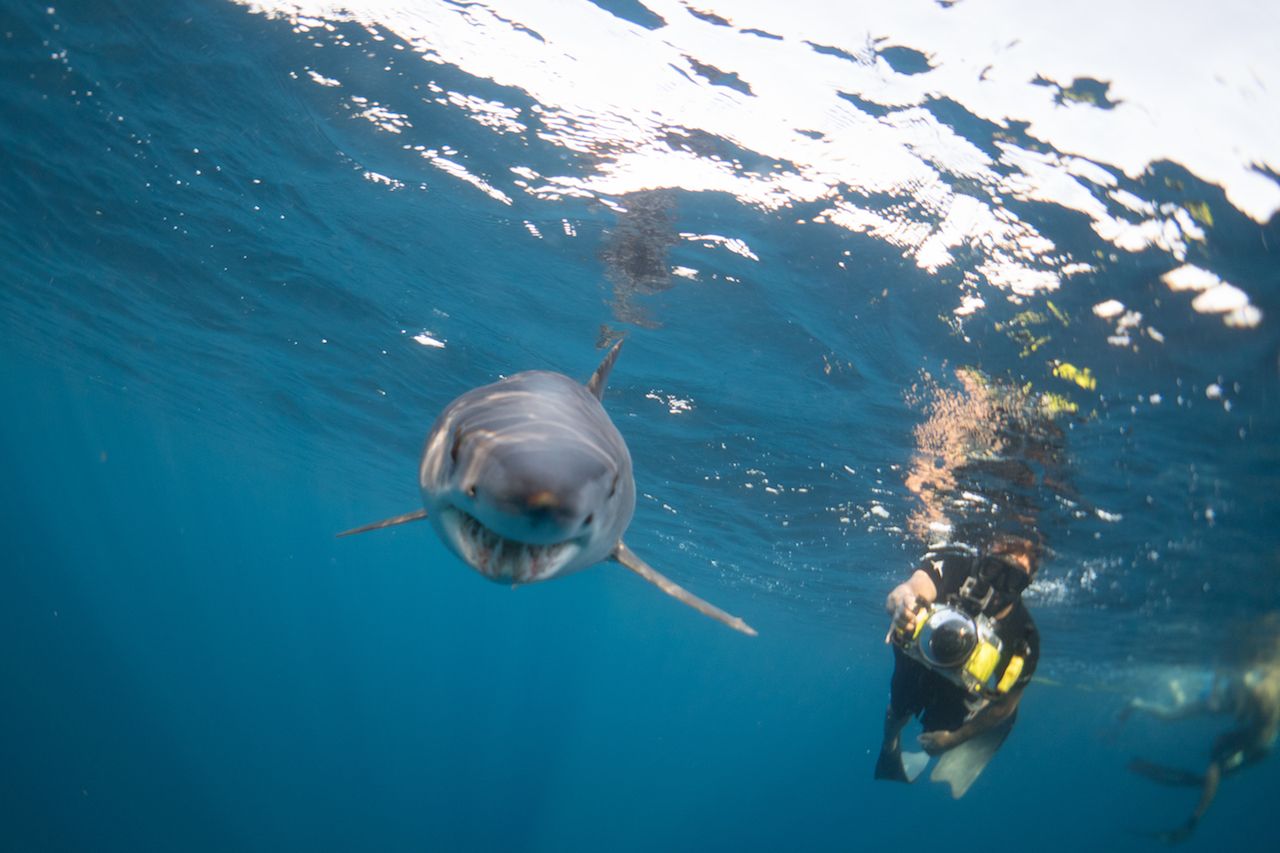 Diving with a Mako Shark of Cabo San Lucas Mexico