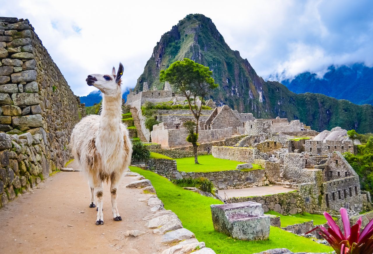 Funny white lama standing in Machu Picchu