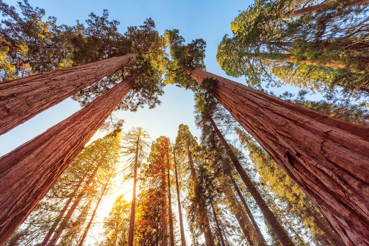 Giant Sequoias Forest