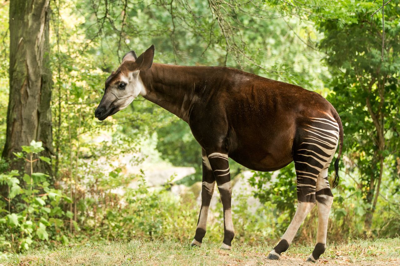 Okapi in the Congolese jingle