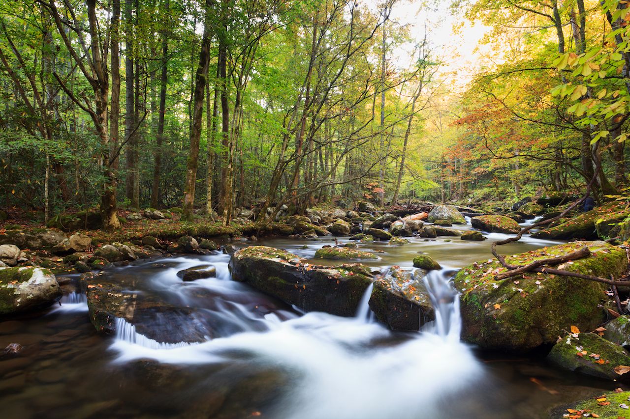 Stream in fall colors, the great smokey mountains national park