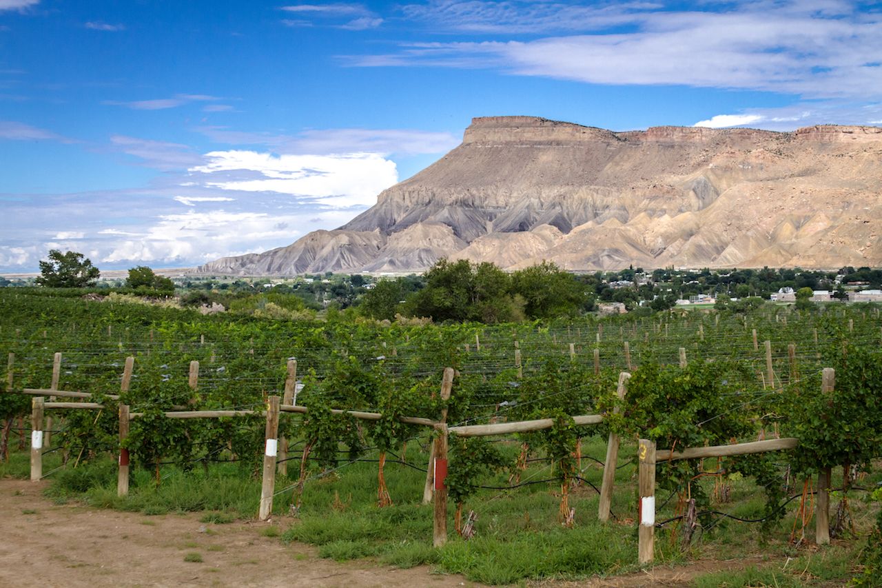 View of Book Cliff Mesas from Colorado Palisades vineyard