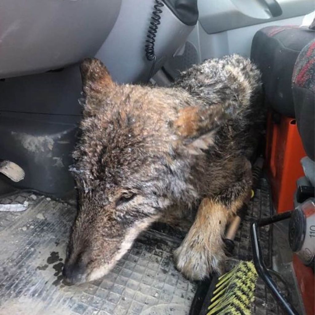 Wolf in the car