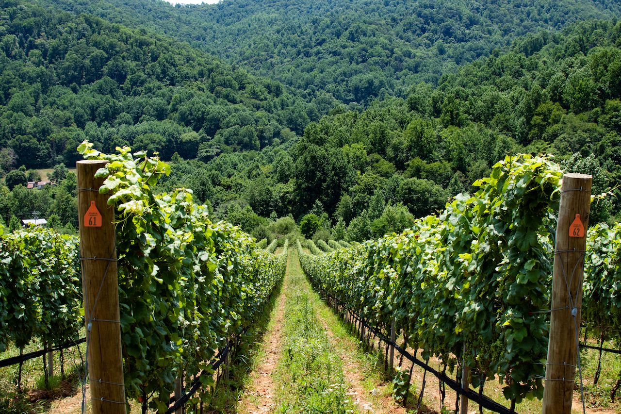 Vineyard in Virginia