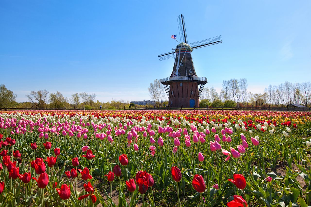 Best flower fields in the United States