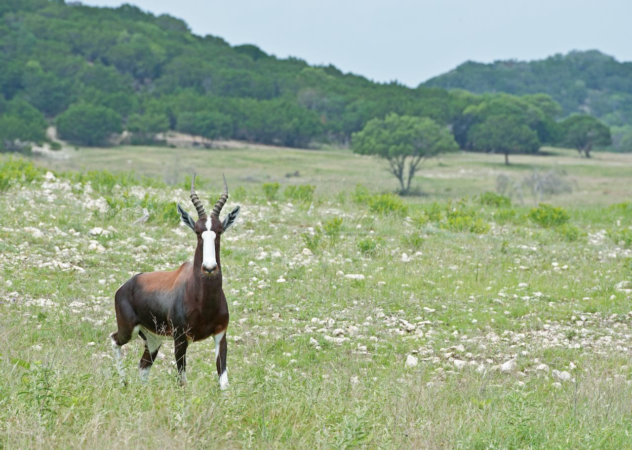 Bontebok Antelope on the roam at the Fossil Rim Wildlife Center near Glen Rose, Texasv