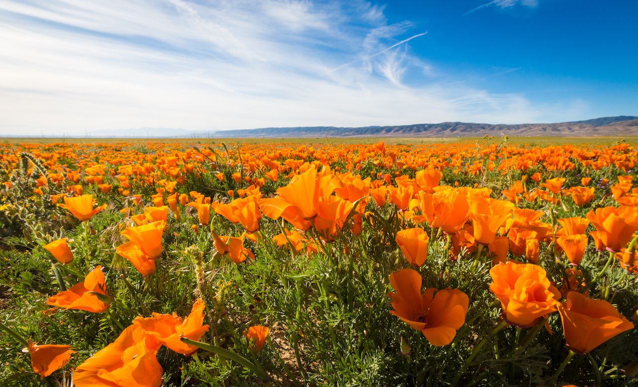 California Golden Poppies blooming wild in a field in the Antelope Valley