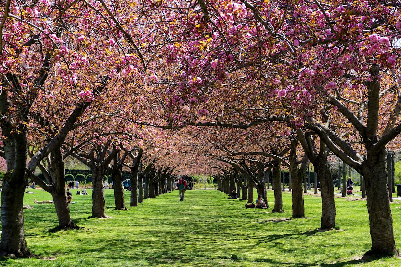 Colonnade of cherry blossom trees in full bloom at the Brooklyn Botanic Garden, New York City