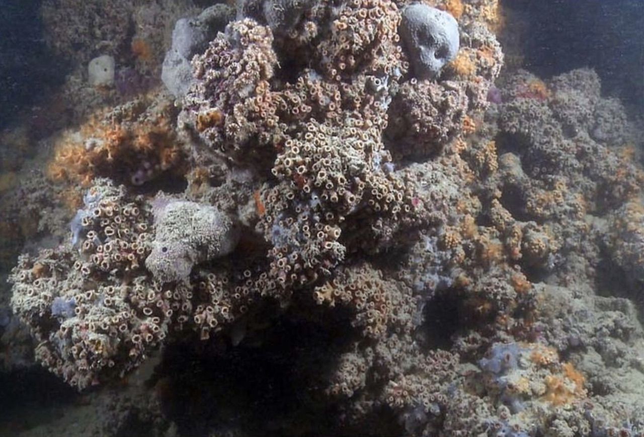Coral reef found in Italy