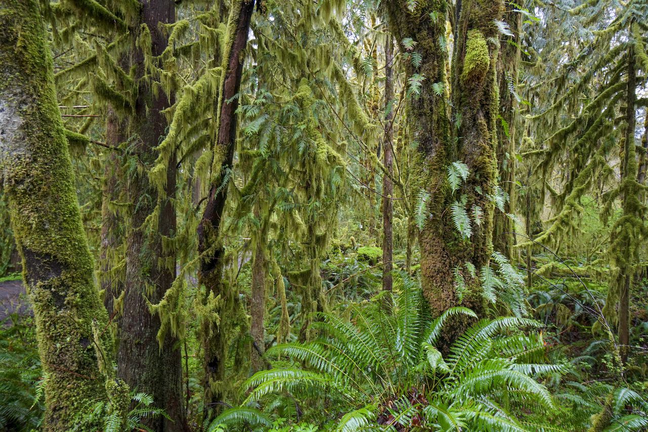Famous Hoh Rain Forest on the Olympic Peninsula in Washington