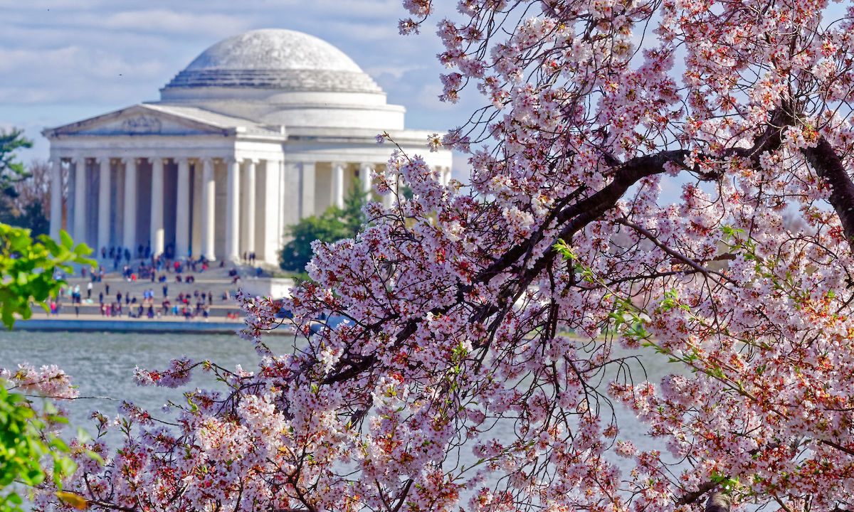 Best time to see the cherry blossoms bloom in Washington, DC, in 2020