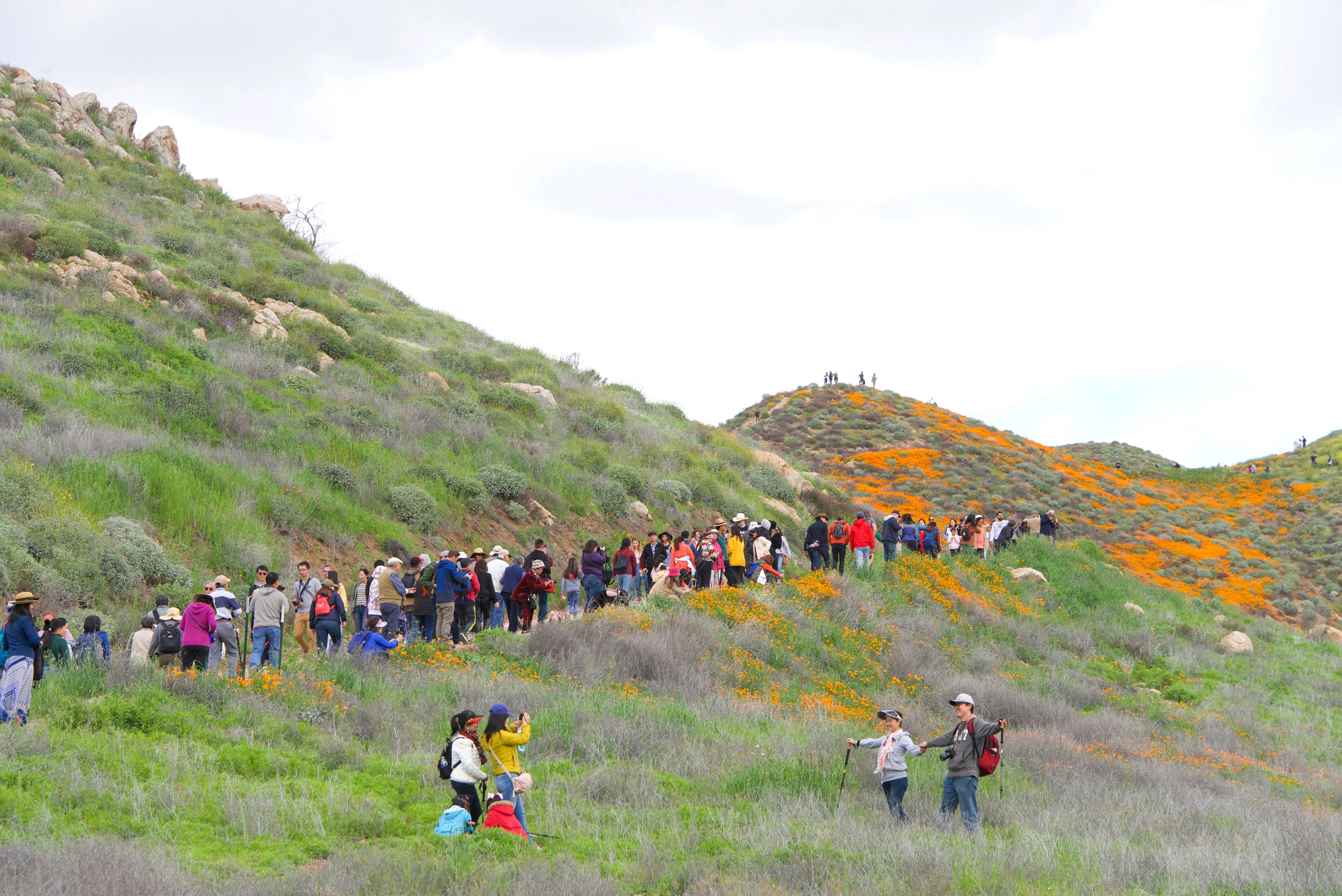 Thousands of people line the trails to view the orange explosion of wild poppy flowers along Walker Canyon in California