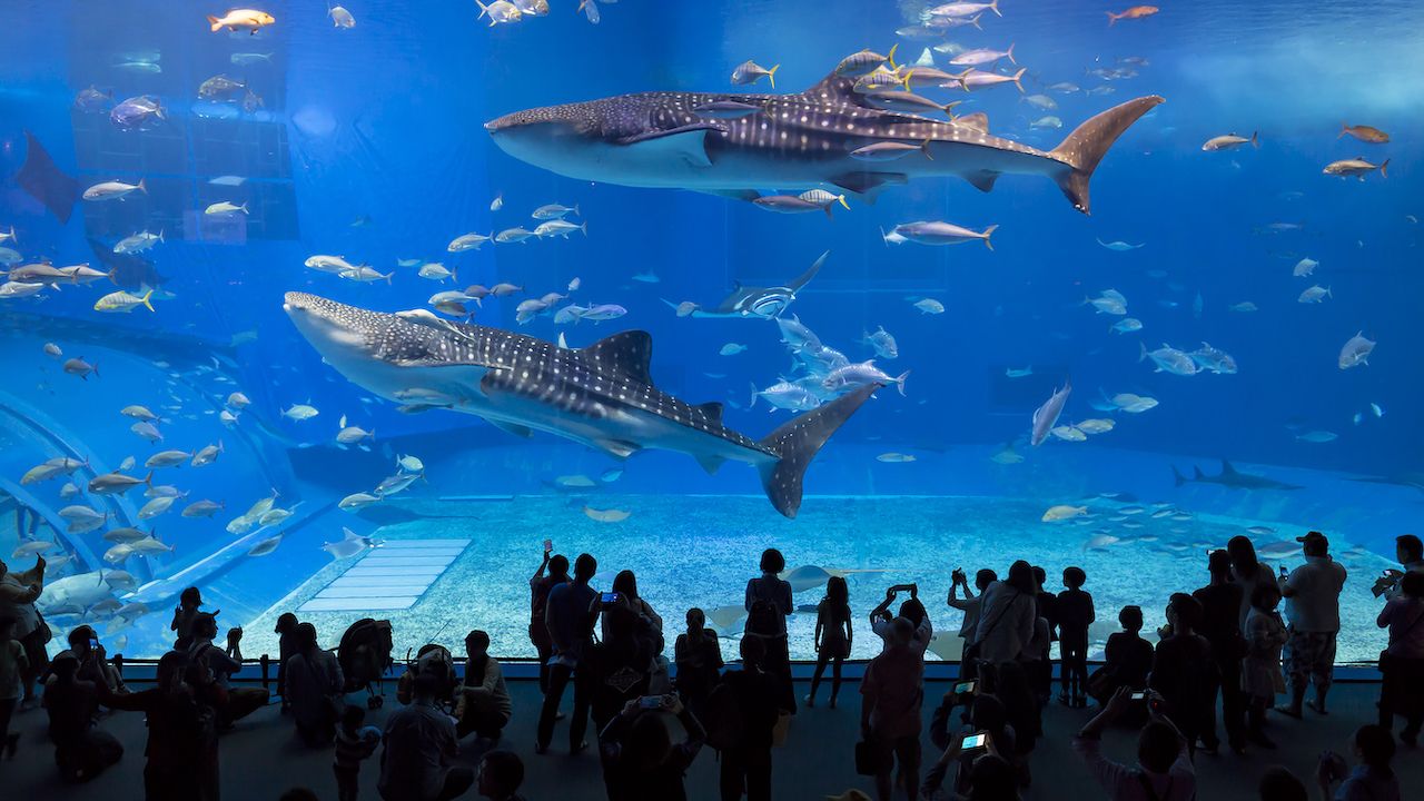 Whale sharks swimming in Okinawa Churaumi Aquarium, Okinawa , Japan