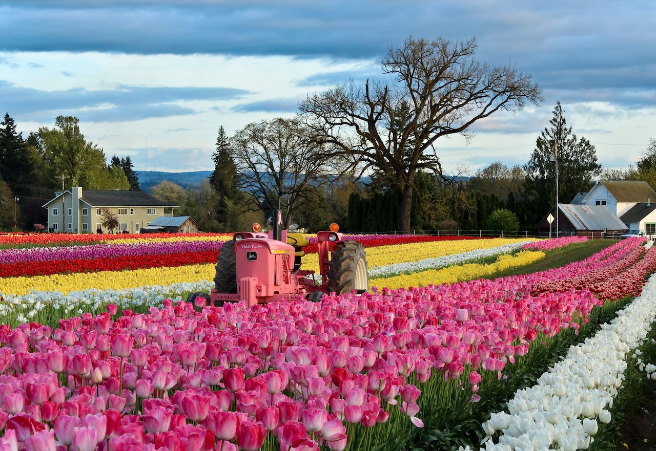 Wooden Shoe Annual Tulip festival