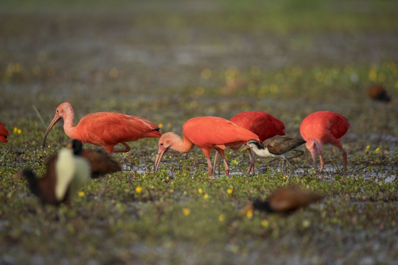 Scarlet Ibis, Los Llanos