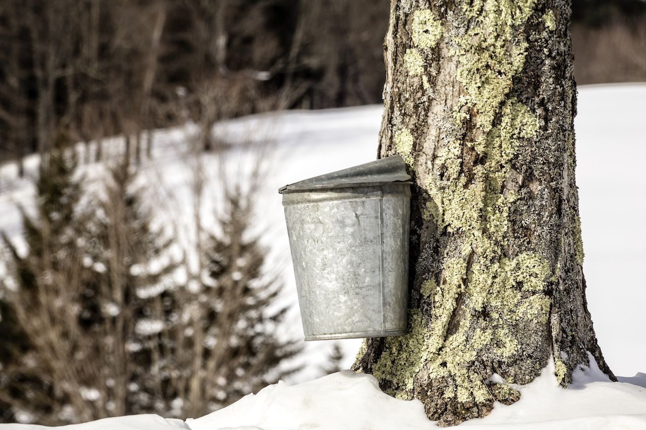 A maple tree being tapped for sap during the maple syrup season