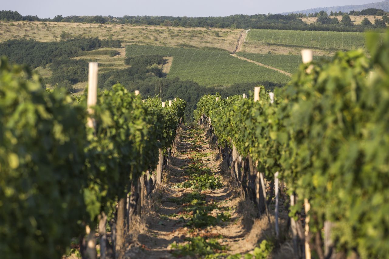 Beautiful summer landscape of a Romanian vineyard