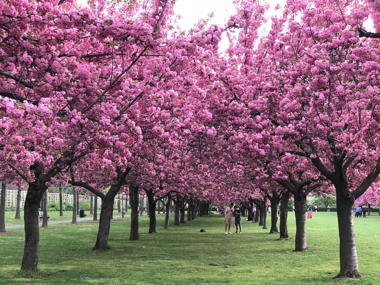 Cherry Blossom in Brooklyn Botanic Garden