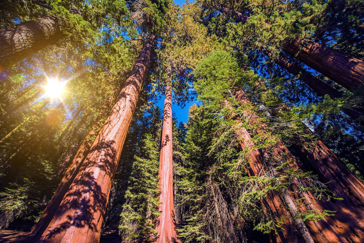Giant Sequoias Forest