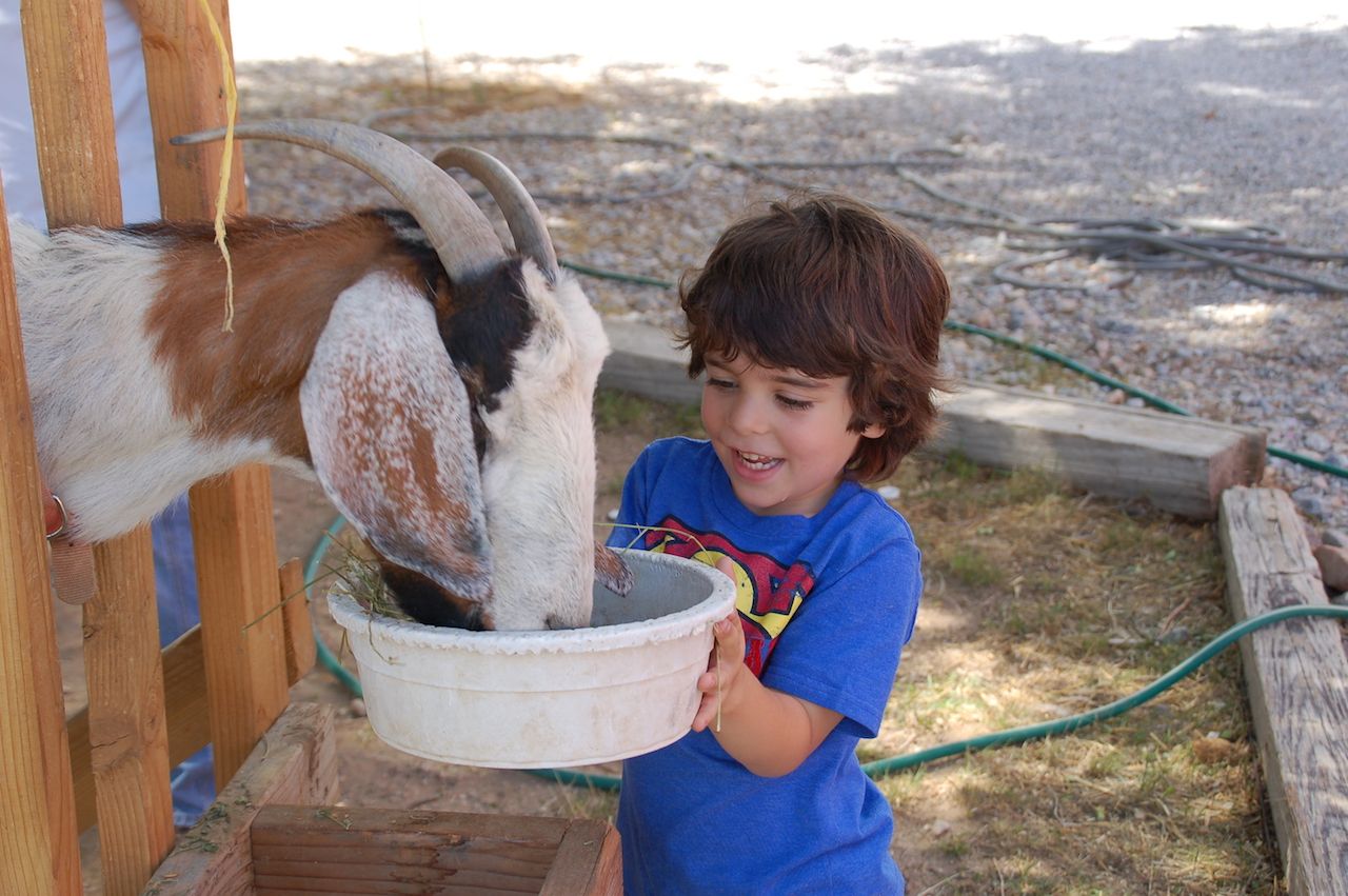 Kid feeding a goat