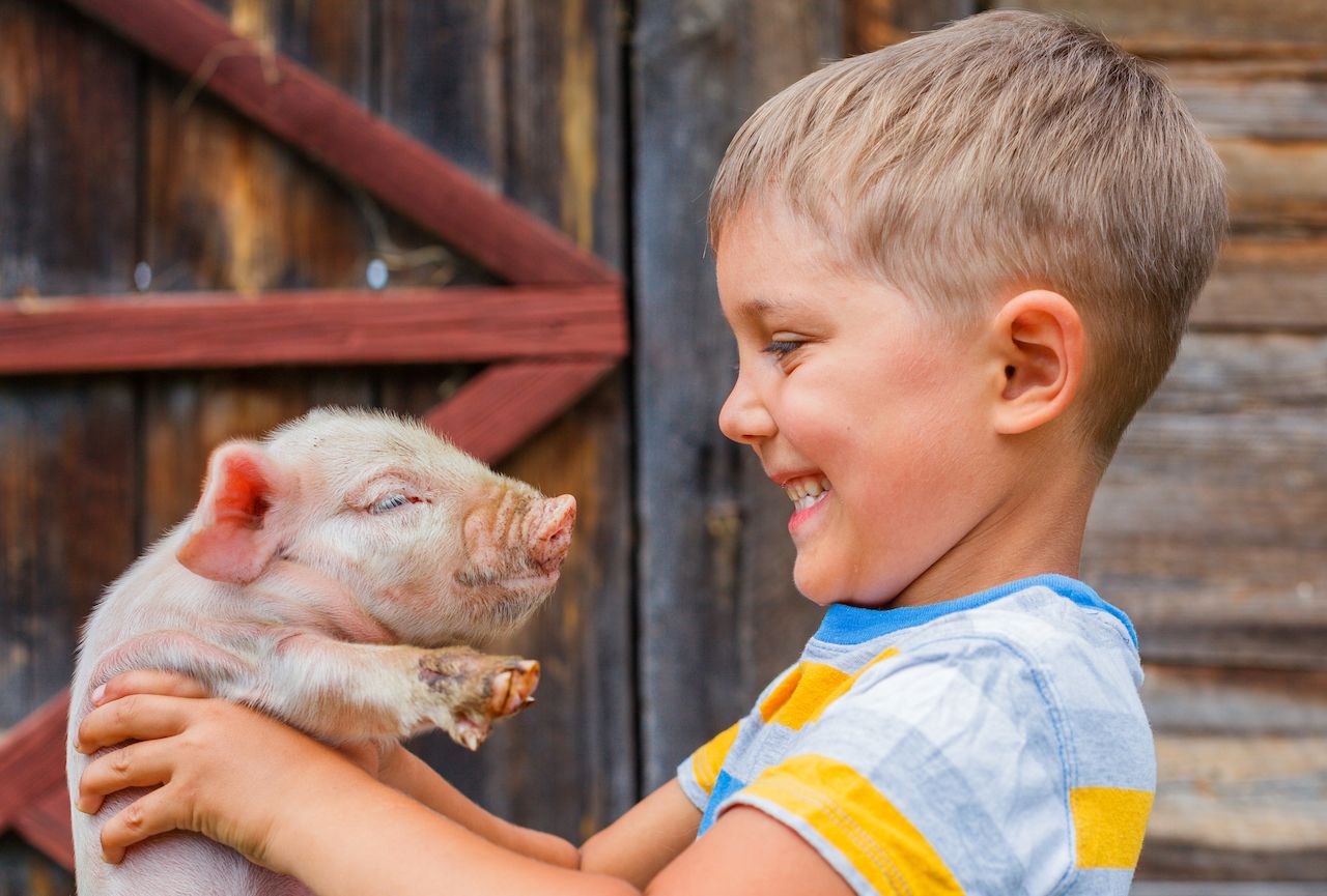 Kid holding a piglet