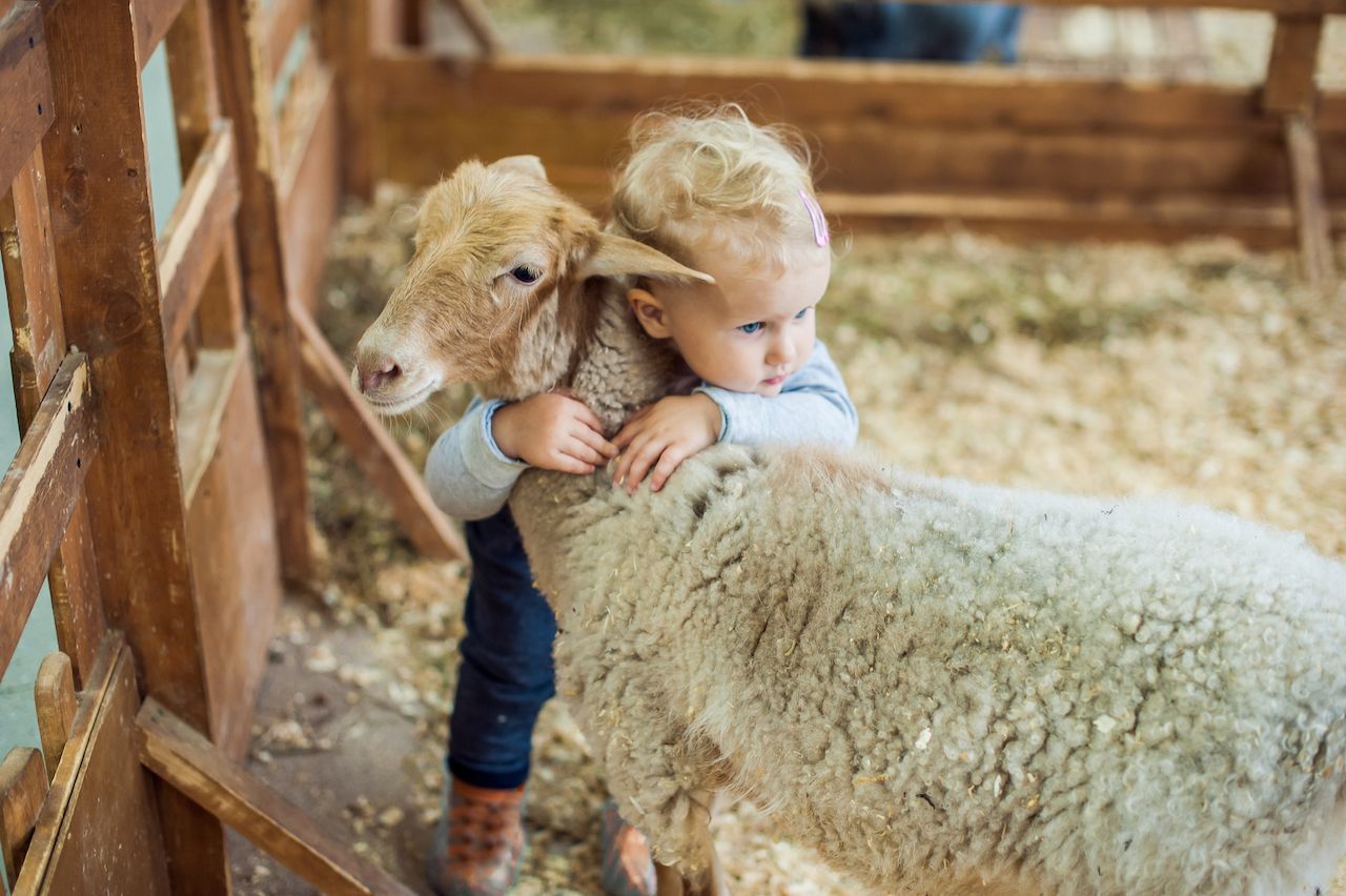 Kid hugging a sheep