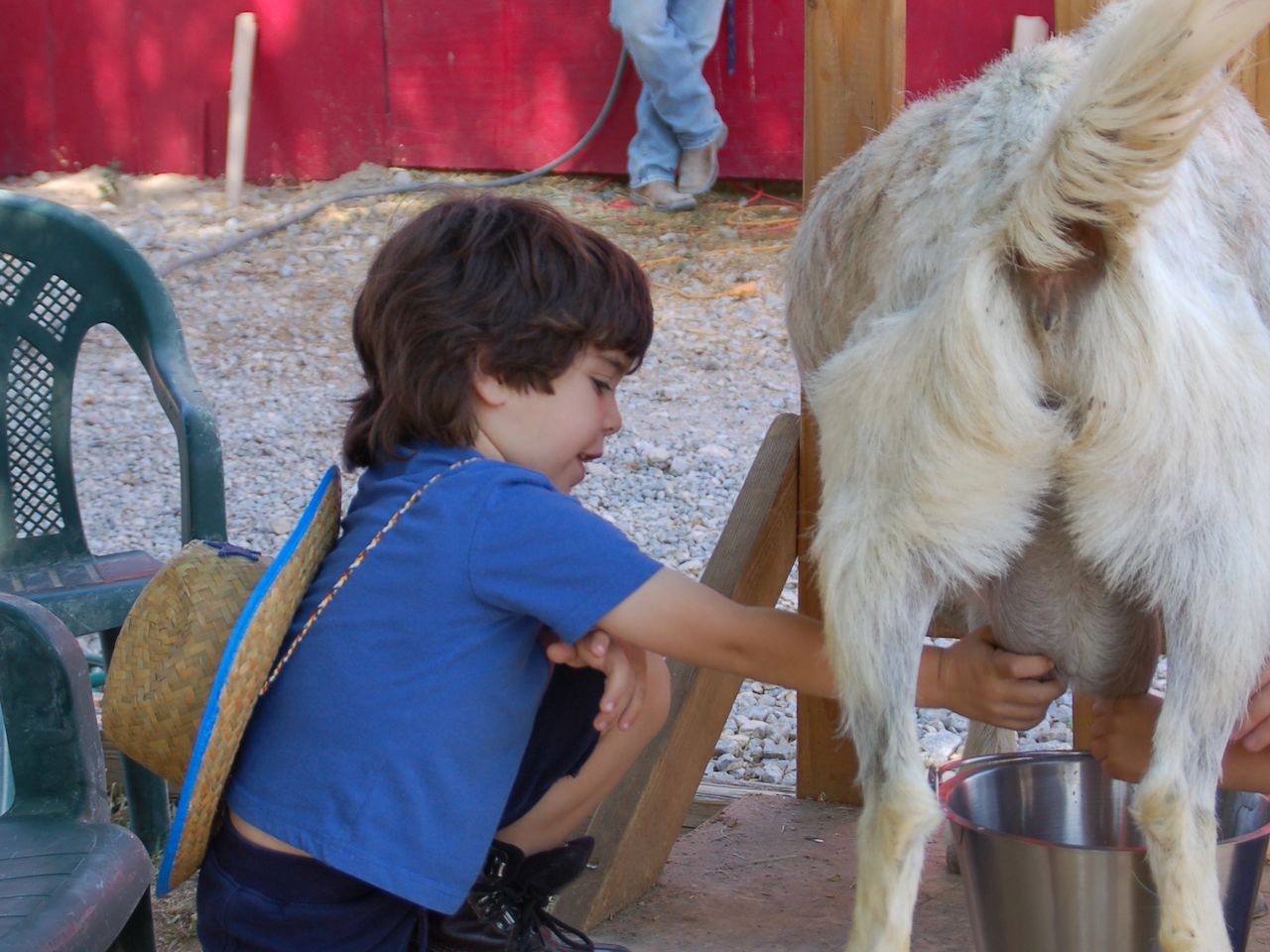 Kid milking a goat