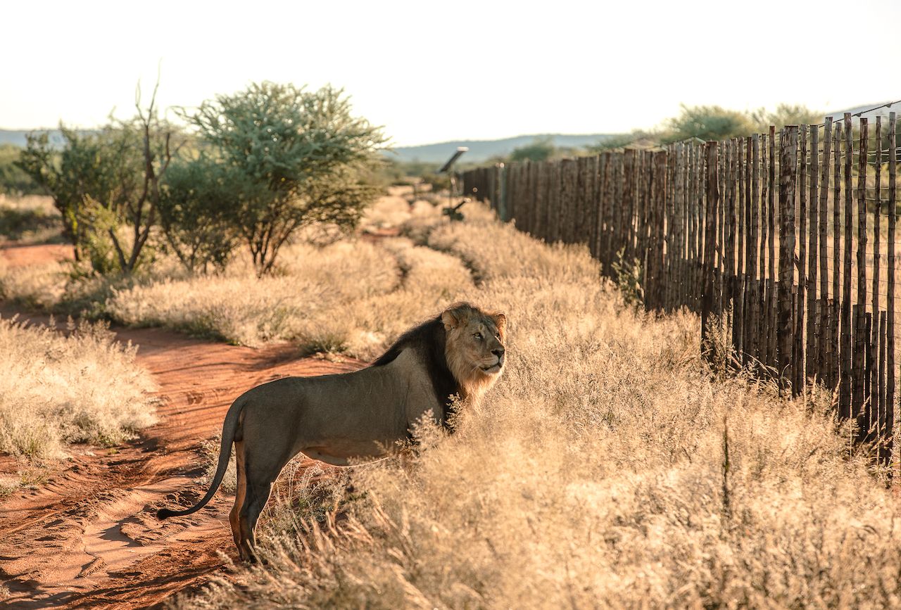 Lion standing near a fence