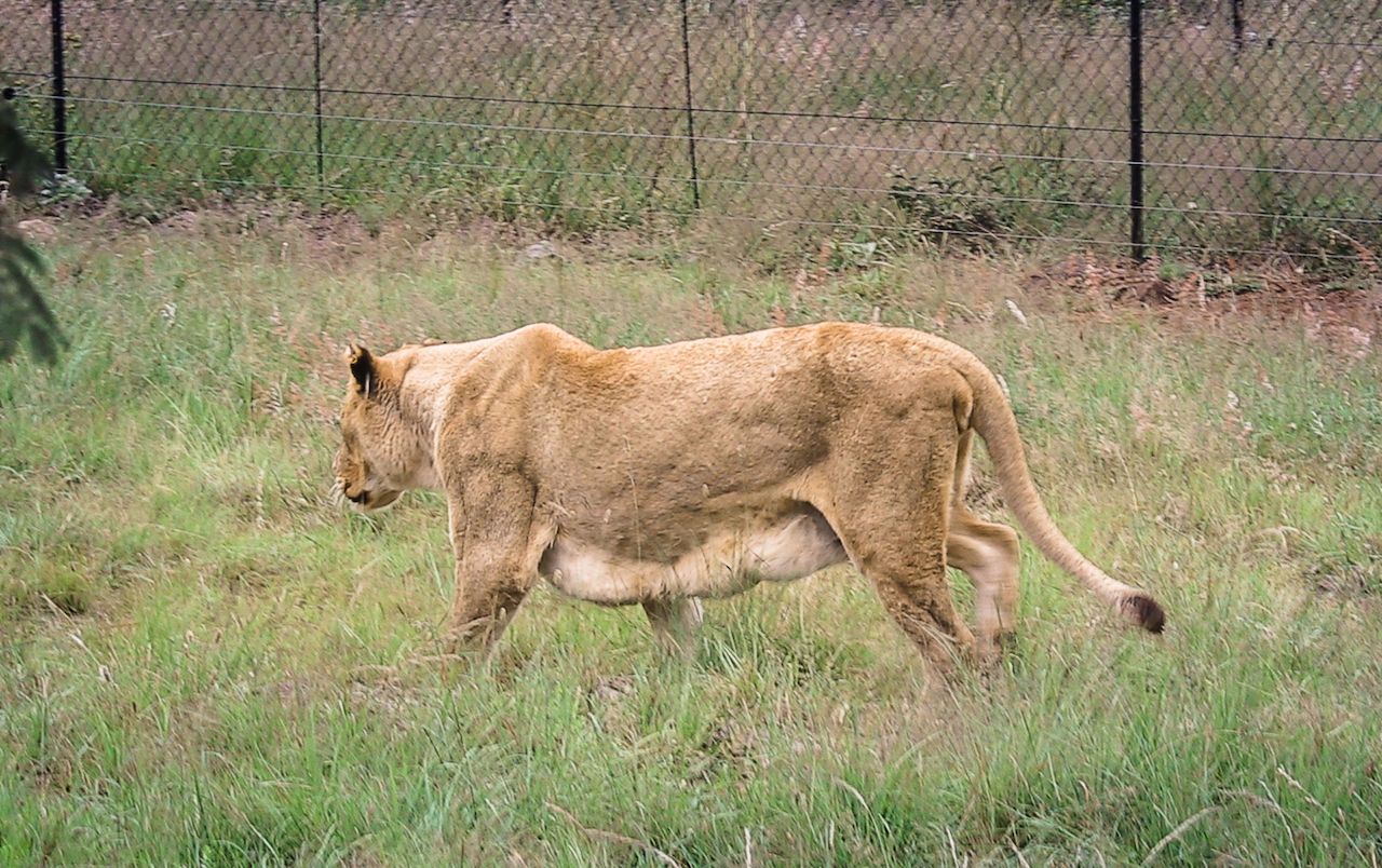 Lioness with sagging belly